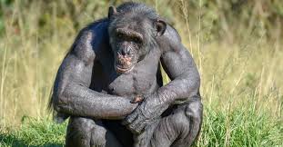 big monkey
