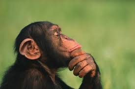 big monkey